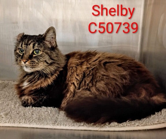 Montgomery County Animal Care and Control - Shelby