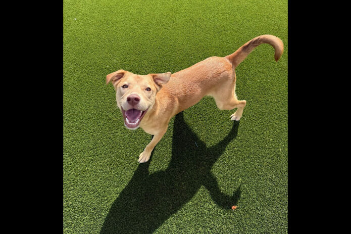 Montgomery County Animal Care and Control - Twizzler