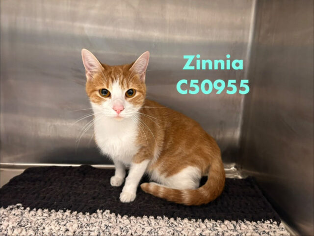 Montgomery County Animal Care and Control - Zinnia