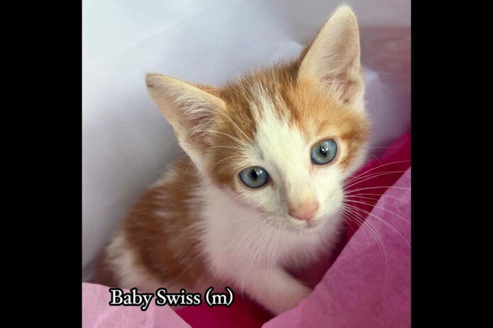 Puurrrfect Paws Rescue - Baby Swiss