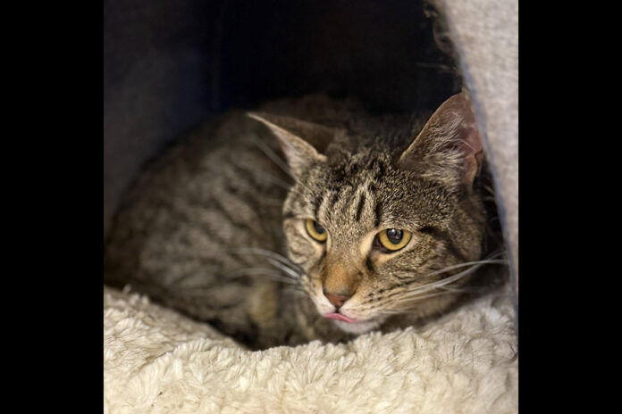 Puurrrfect Paws Rescue - Mouse