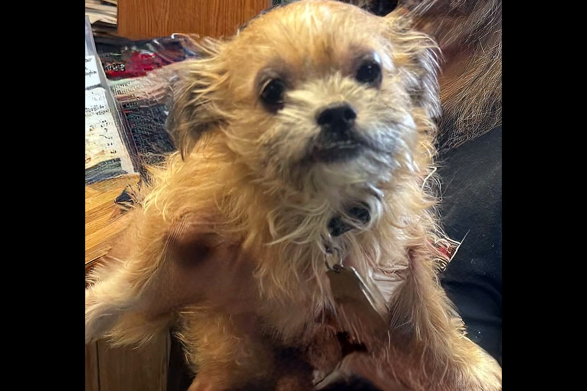 Stewart County Faithful Friends Animal Rescue - Tiana
