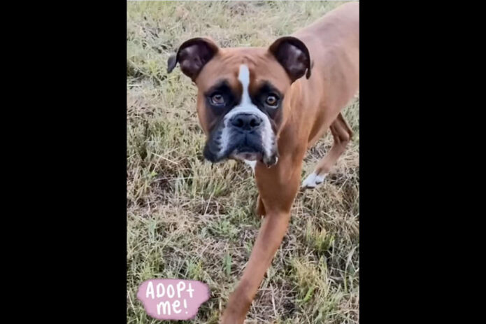 Two Ladies Caring Dog Rescue - Grady