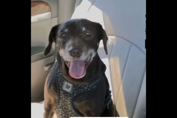 Two Ladies Caring Dog Rescue - Mimi