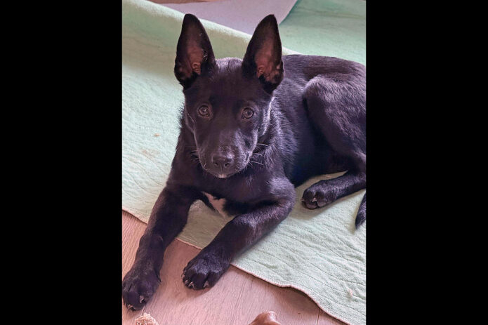 3 Friends Animal Rescue - Zoe (Cricket)