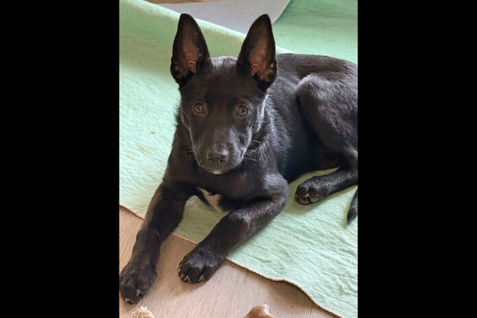 3 Friends Animal Rescue - Zoe (Cricket)