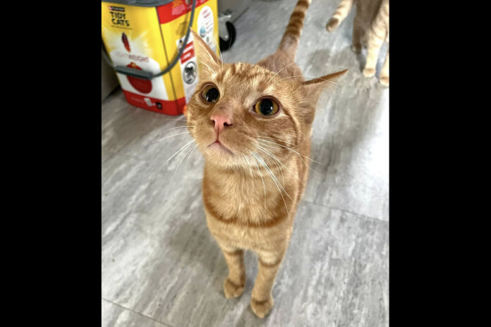 Cat Adoption Team of Stewart County (CATS) - Amari