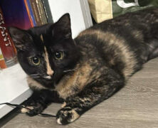 Finders Keepers Cat Rescue – Tempurrra