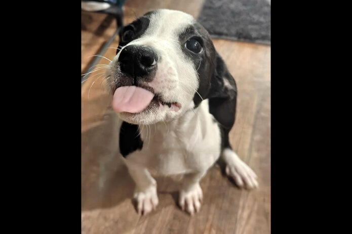 Kaylee’s Island of Misfit Dogs Rescue - Ghost