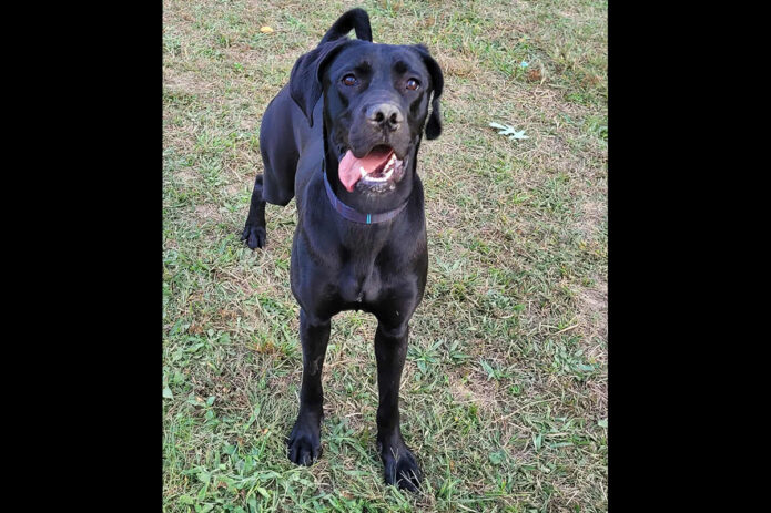 Mikaela’s Mutt Motel - Ninja