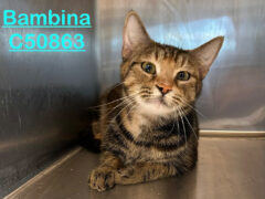 Montgomery County Animal Care and Control – Bambina