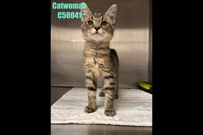 Montgomery County Animal Care and Control - Cat Woman