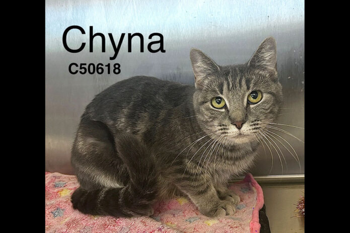 Montgomery County Animal Care and Control - Chyna
