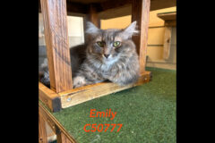 Montgomery County Animal Care and Control – Emily