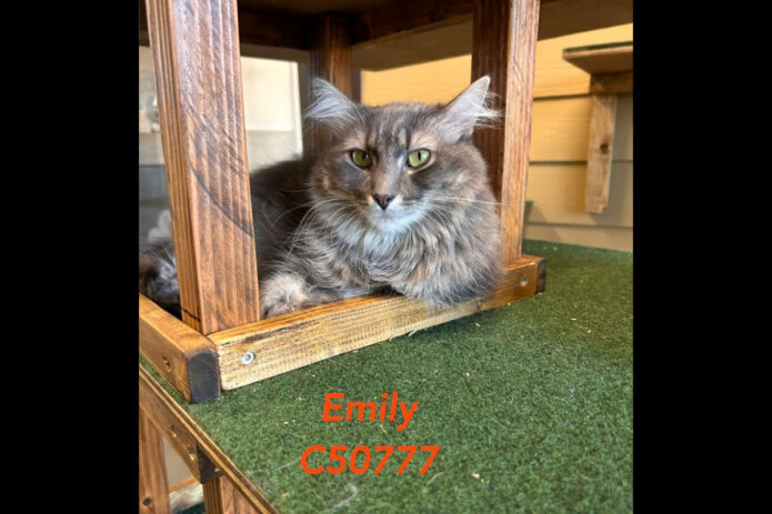 Montgomery County Animal Care and Control - Emily