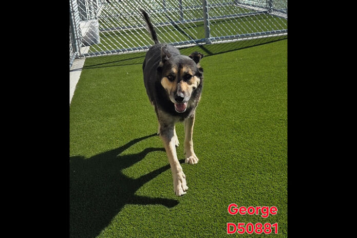 Montgomery County Animal Care and Control - George