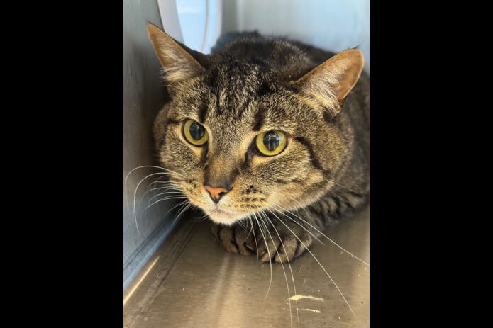 Montgomery County Animal Care and Control - Holler