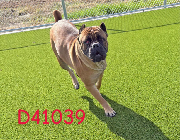 Montgomery County Animal Care and Control - Kenya