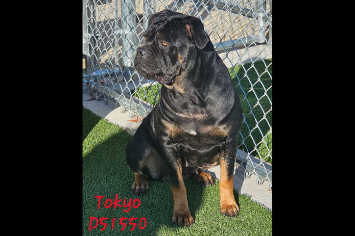 Montgomery County Animal Care and Control - Tokyo