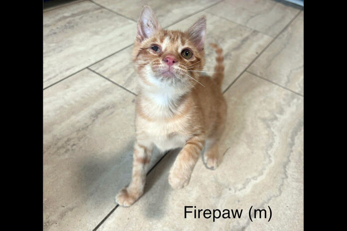 Puurrrfect Paws Rescue - Firepaw
