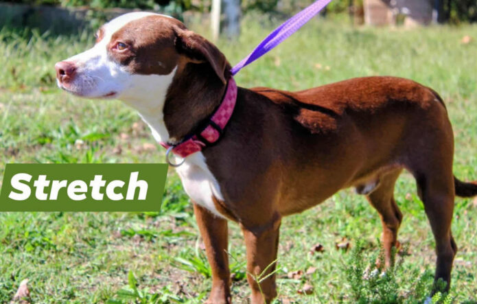Stewart County Faithful Friends Animal Rescue - Stretch