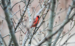 Austin Peay State University is working to protect the birds on its campus, like this cardinal, from fatal collisions with windows through a conservation effort that has grown to include Middle College students. (Taylor Slifko, APSU)