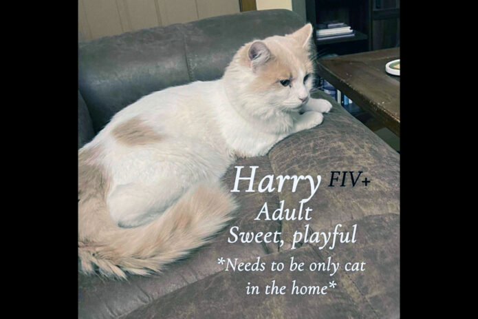 Cat Adoption Team of Stewart County (CATS) - Harry