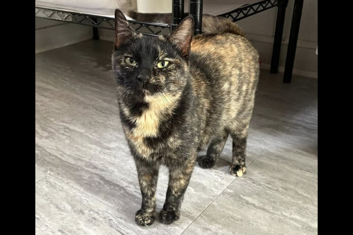 Cat Adoption Team of Stewart County (CATS) - Spring