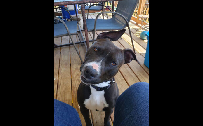 Companion Pet Rescue of Middle Tennessee - Ayer