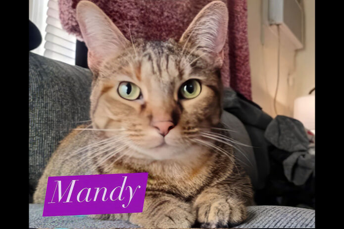 Finders Keepers Cat Rescue - Mandy
