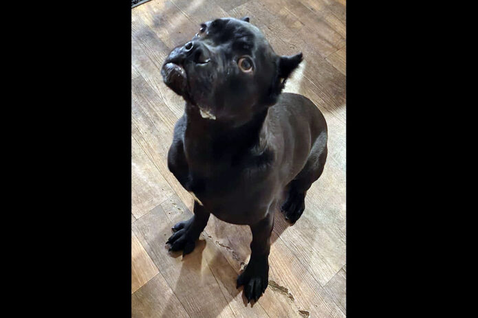 Kaylee’s Island of Misfit Dogs Rescue - Rocco