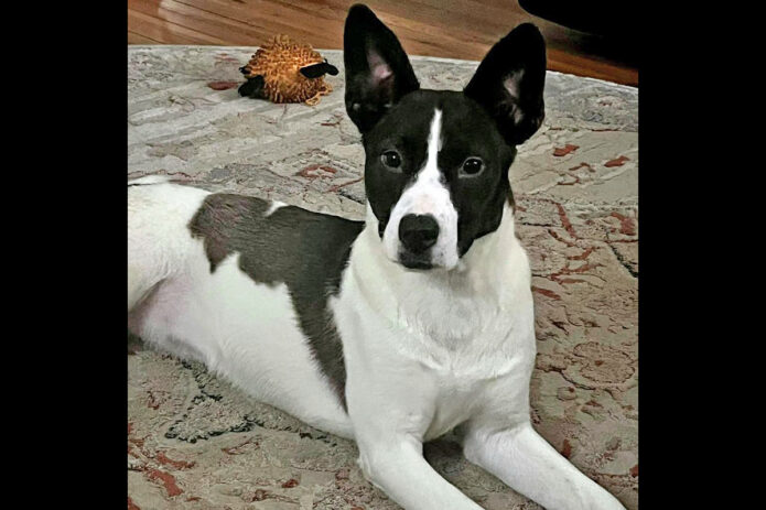 Mikaela’s Mutt Motel - Harley