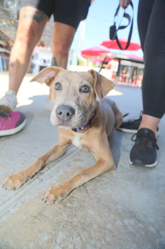 Mikaela&rsquo;s Mutt Motel at Old Glory Distilling Co.