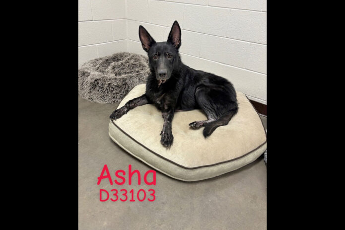 Montgomery County Animal Care and Control - Asha