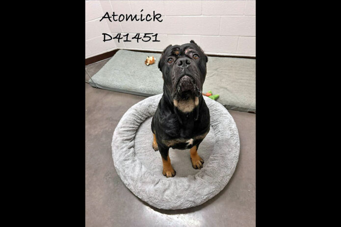 Montgomery County Animal Care and Control - Atomick
