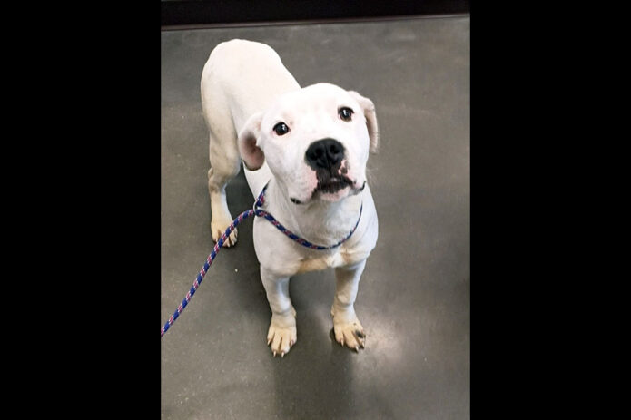 Montgomery County Animal Care and Control - Cesaer