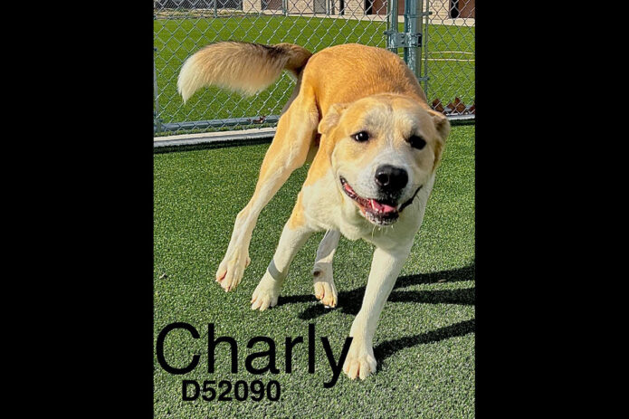 Montgomery County Animal Care and Control - Charly