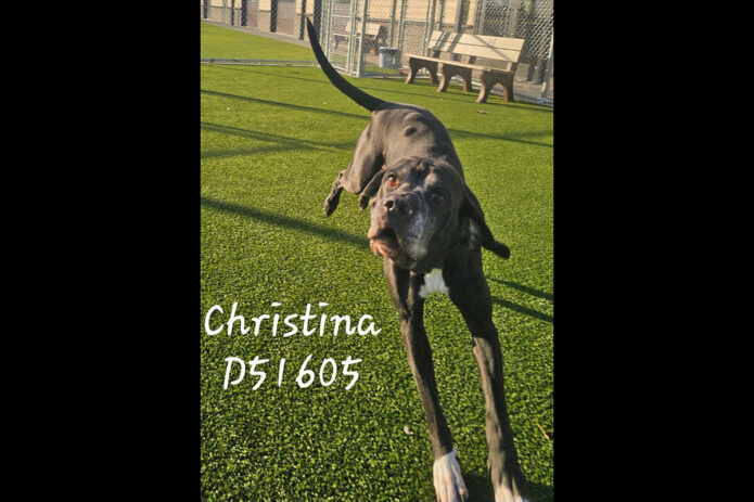 Montgomery County Animal Care and Control - Christina