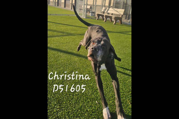 Montgomery County Animal Care and Control -Christina