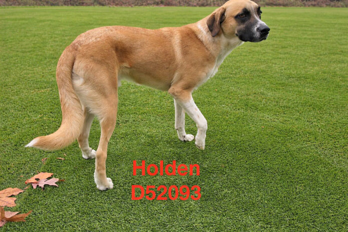 Montgomery County Animal Care and Control - Holden