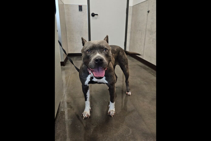 Montgomery County Animal Care and Control - Jaymie