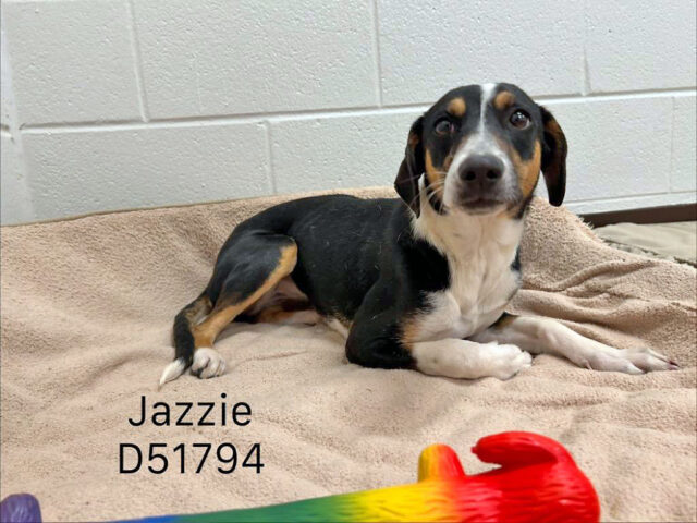 Montgomery County Animal Care and Control - Jazzie
