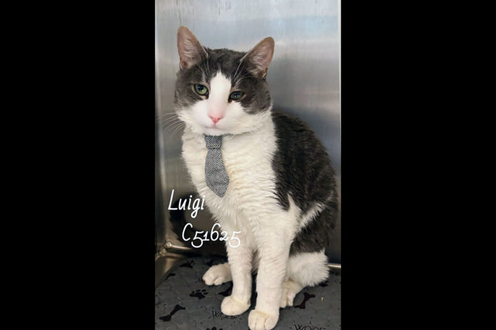 Montgomery County Animal Care and Control - Luigi
