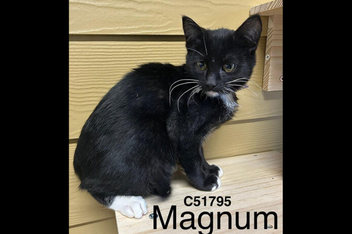 Montgomery County Animal Care and Control - Magnum