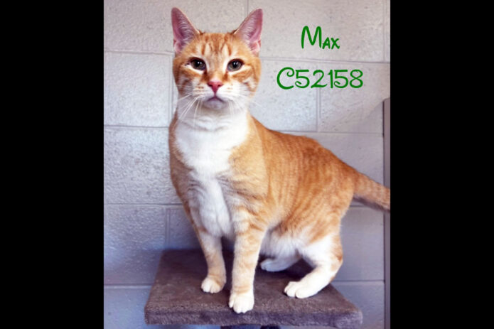 Montgomery County Animal Care and Control - Max