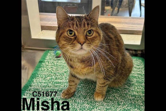 Montgomery County Animal Care and Control - Misha