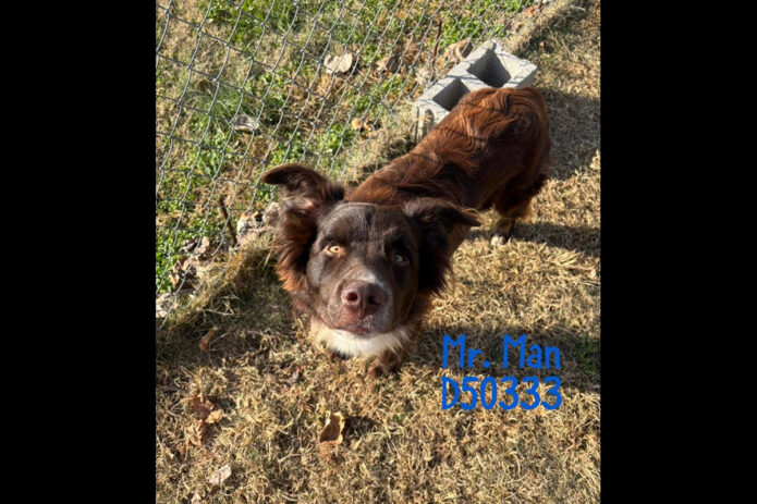 Montgomery County Animal Care and Control - Mr Man