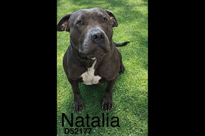 Montgomery County Animal Care and Control - Natalia