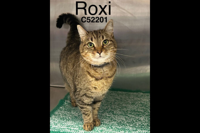 Montgomery County Animal Care and Control - Roxi