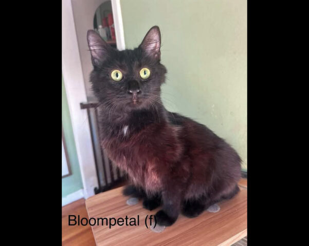 Puurrrfect Paws Rescue - Bloompetal